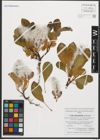 Foto von Salix sphenophylla A. K. Skvortsov